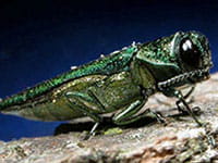 Emerald Ash Borer