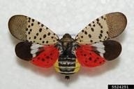 A spotted lanternfly with its wings open