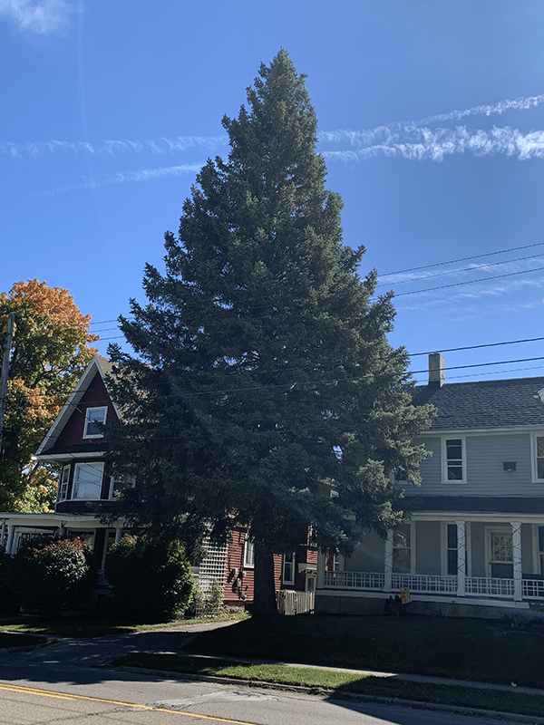 2022 State of Michigan Christmas Tree