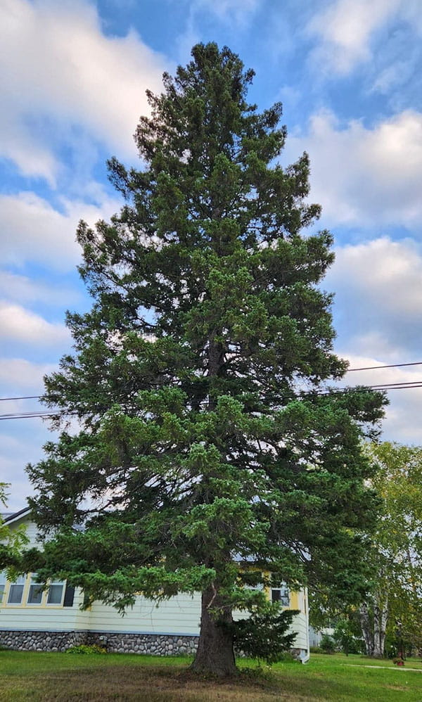 2023 SOM Christmas Tree