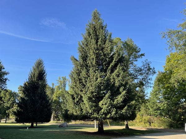 Horizontal photo of the official 2024 state Christmas tree, a 60-foot spruce from Eagle in Michigan's Lower Peninsula. Eagle residents Rich and Dorcas Albertson donated the tree. The spruce will arrive in downtown Lansing to grace the Capitol lawn for the 2024 holiday season