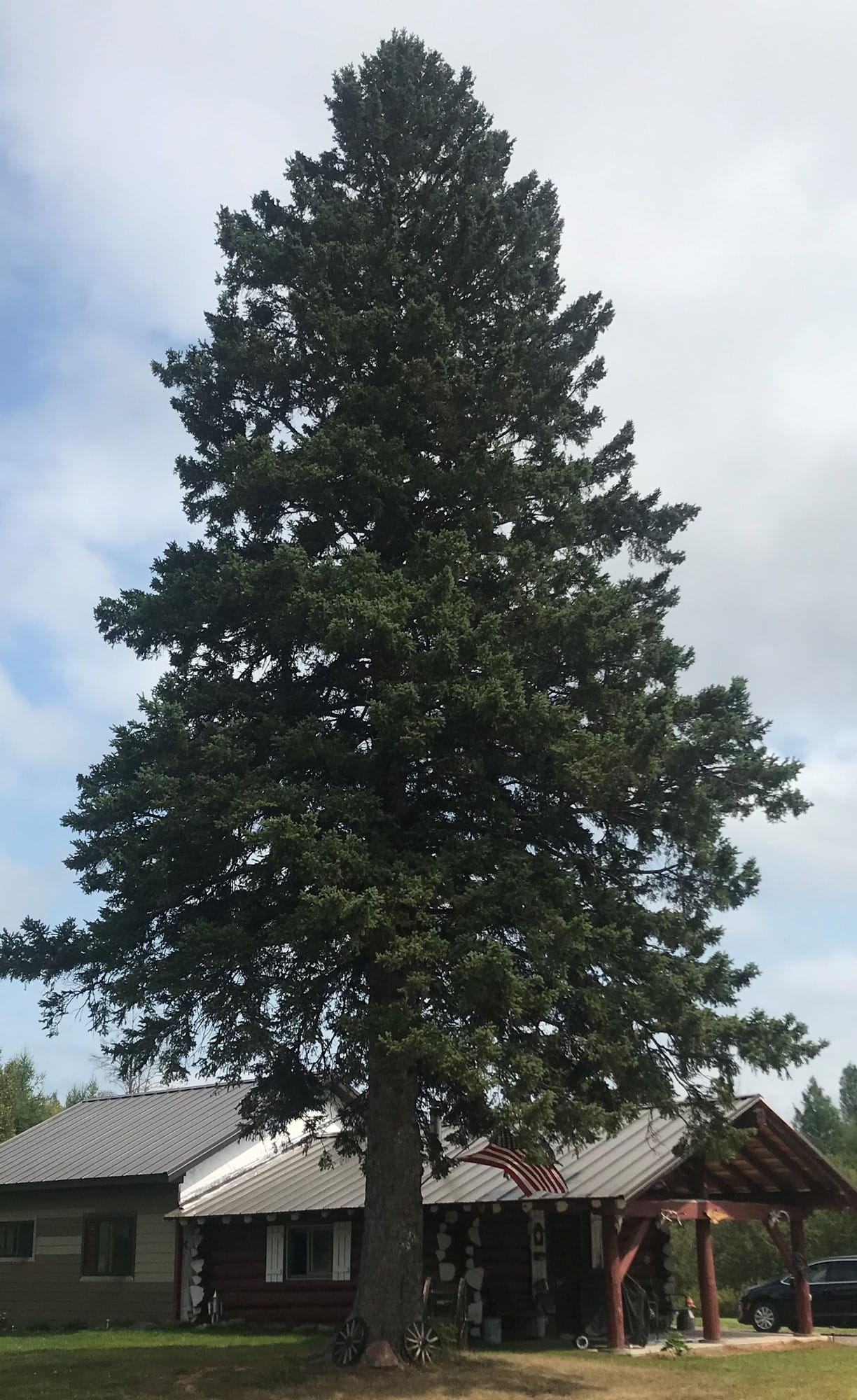 State_Christmas_Tree_2021