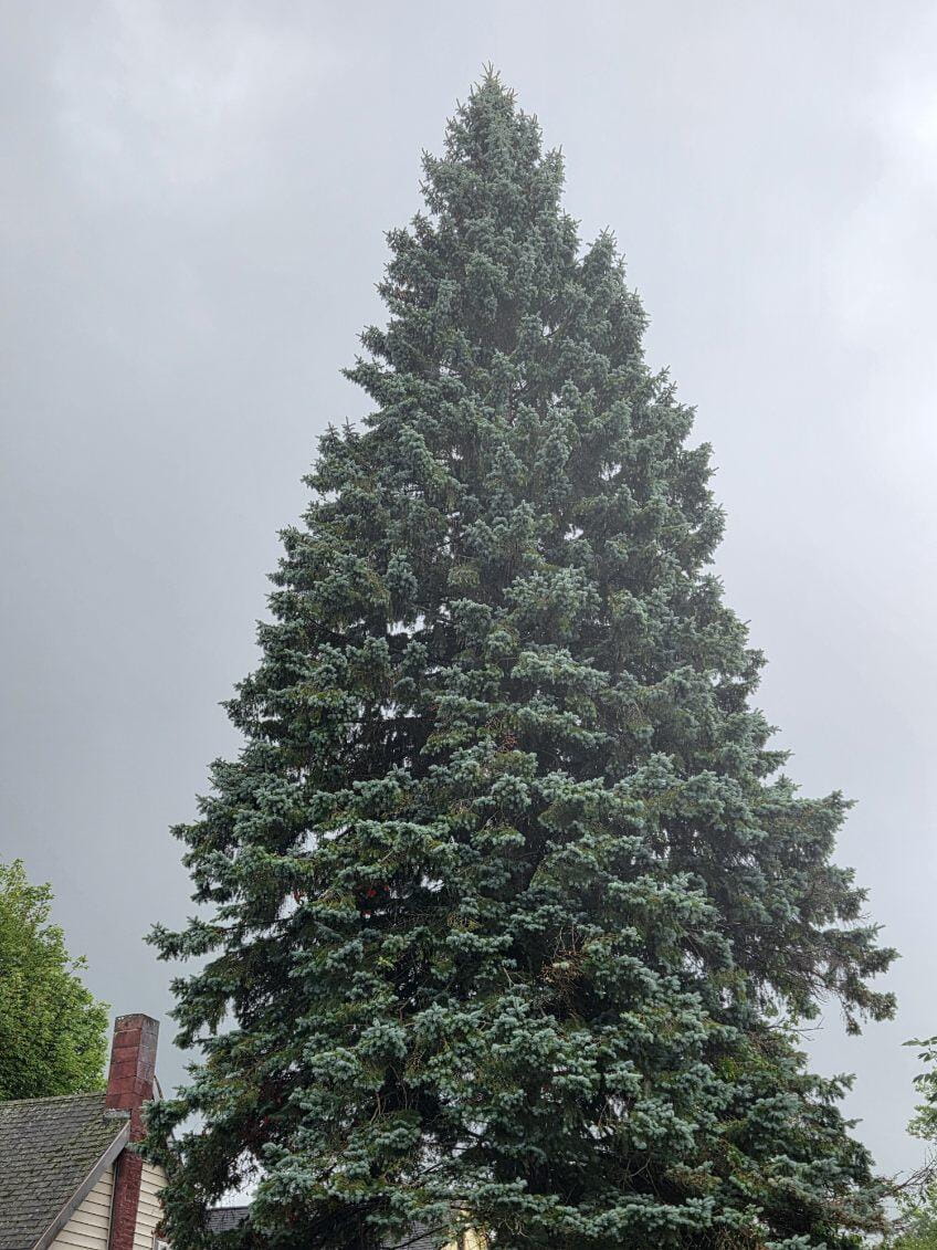 68-foot spruce tree with clouds behind it