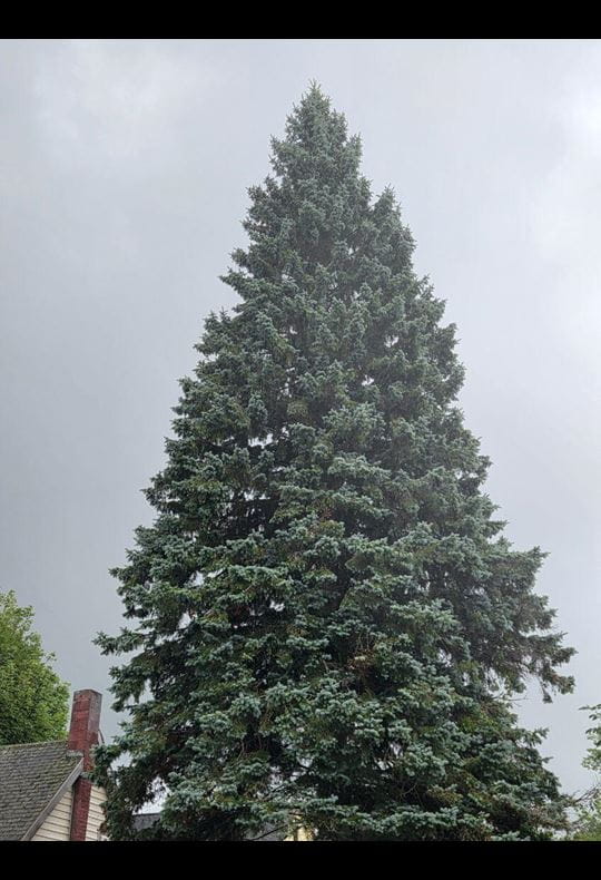 68-foot spruce tree with clouds behind it