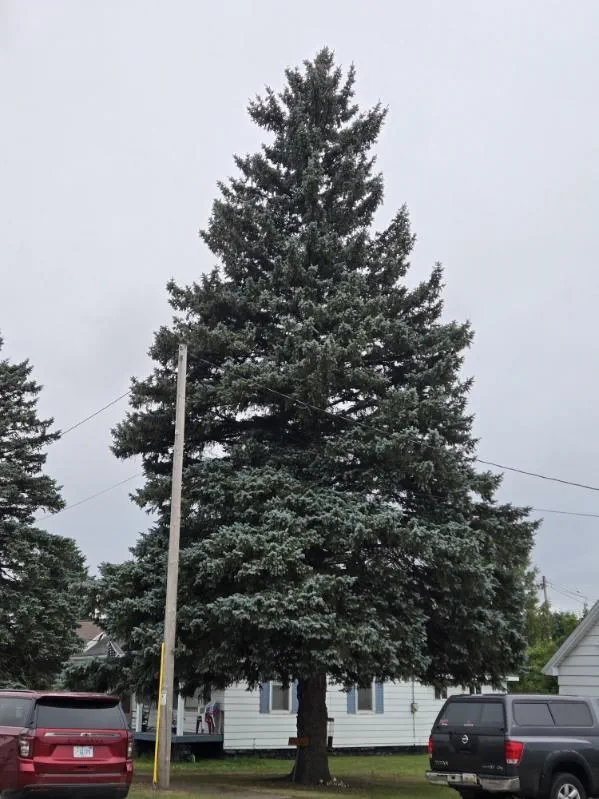 60-foot spruce tree in front of a house.
