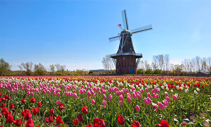 photograph of an old-fashioned windmill sitting in a field tulips