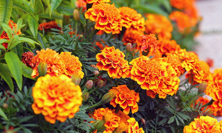 photo of orange and yellow flowers