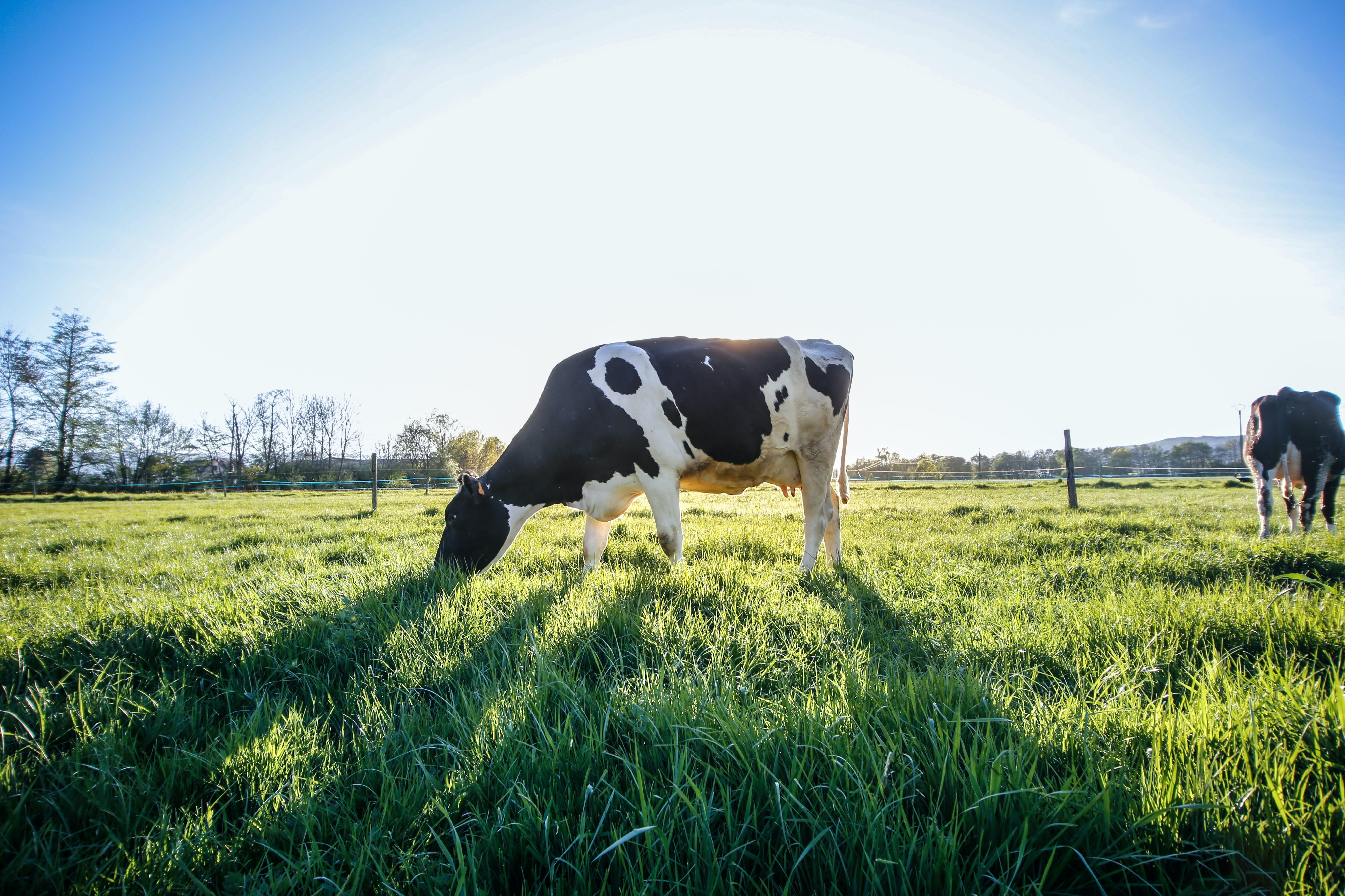A black and white cow grazing on a green pasture, with blue sky and sun behind it