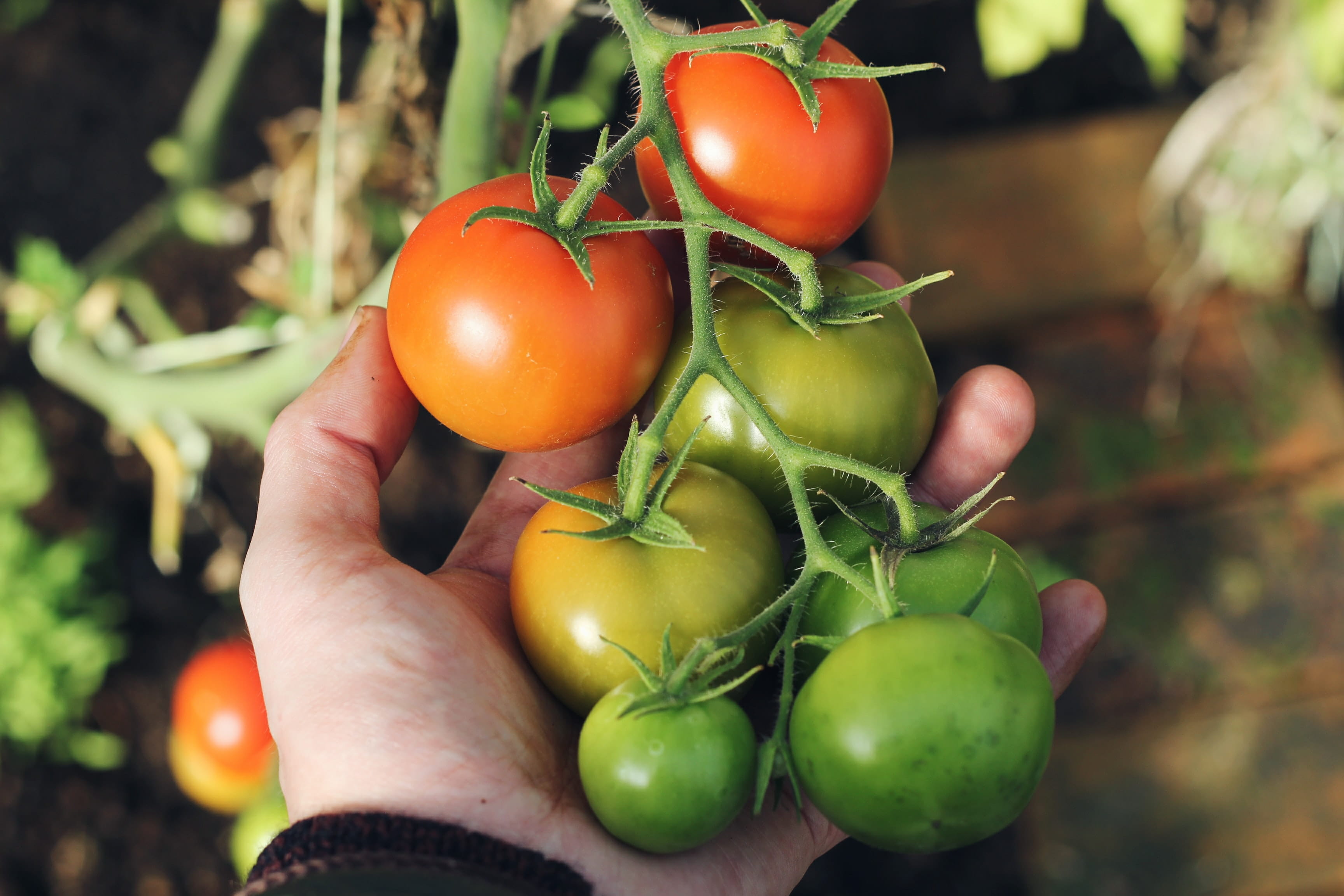 A hand holding a green vine of tomatoes in varying stages of ripeness; two are red, two are yellow, and three are green