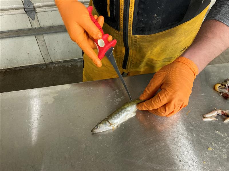 EGLE staffer processes smelt. 