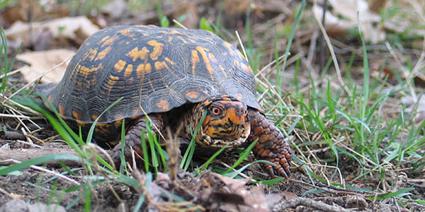 scales and scutes turtle on a sand dune