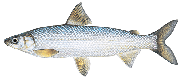 Lake Whitefish Illustration