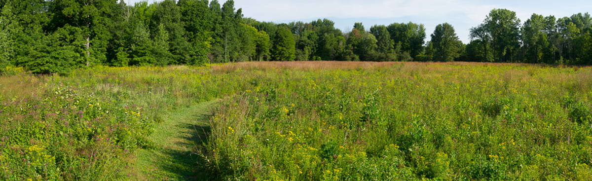 A trail through a field of grass