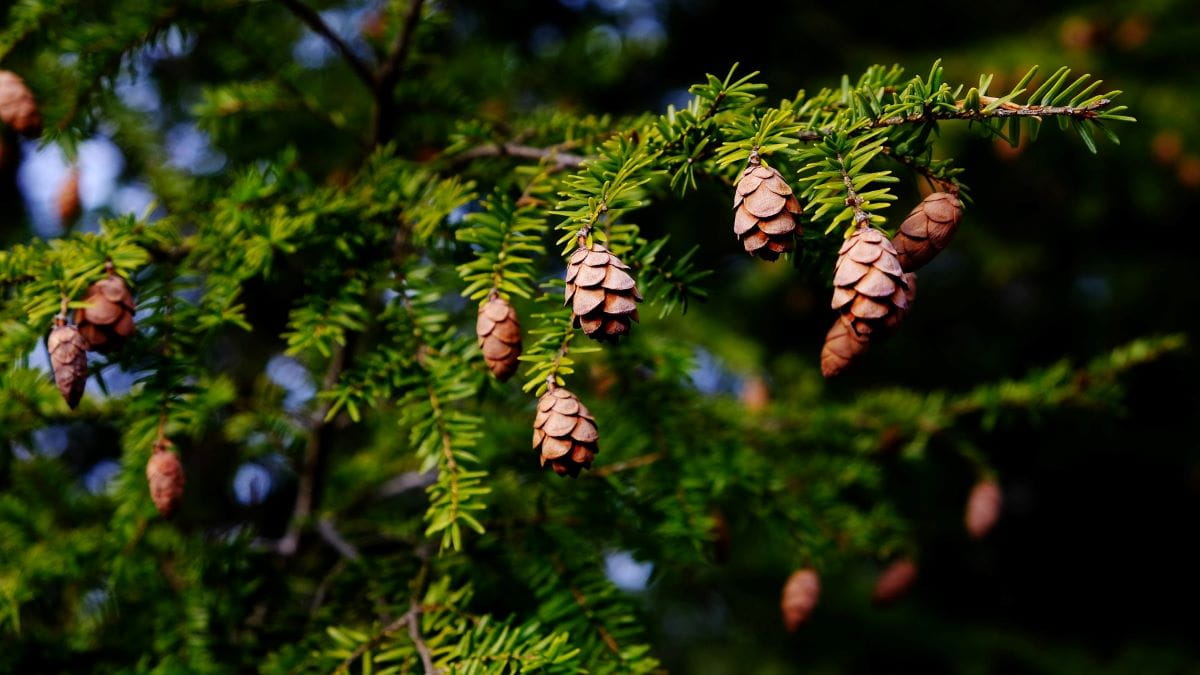 The tiny cones and flat needles of a hemlock tree