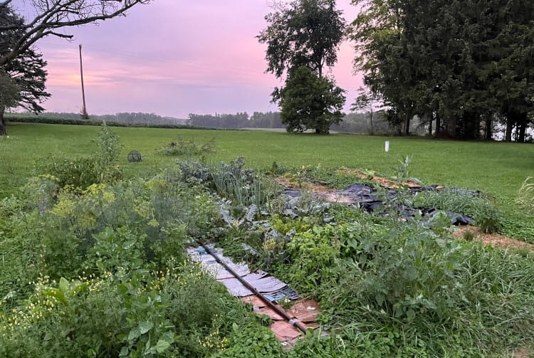 An overgrown garden in a grassy backyard with lilac and baby pink clouds in the background.
