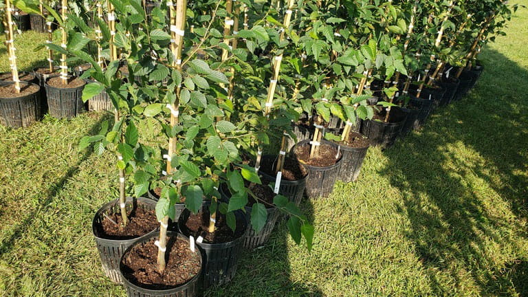 A row of trees in pots ready for planting