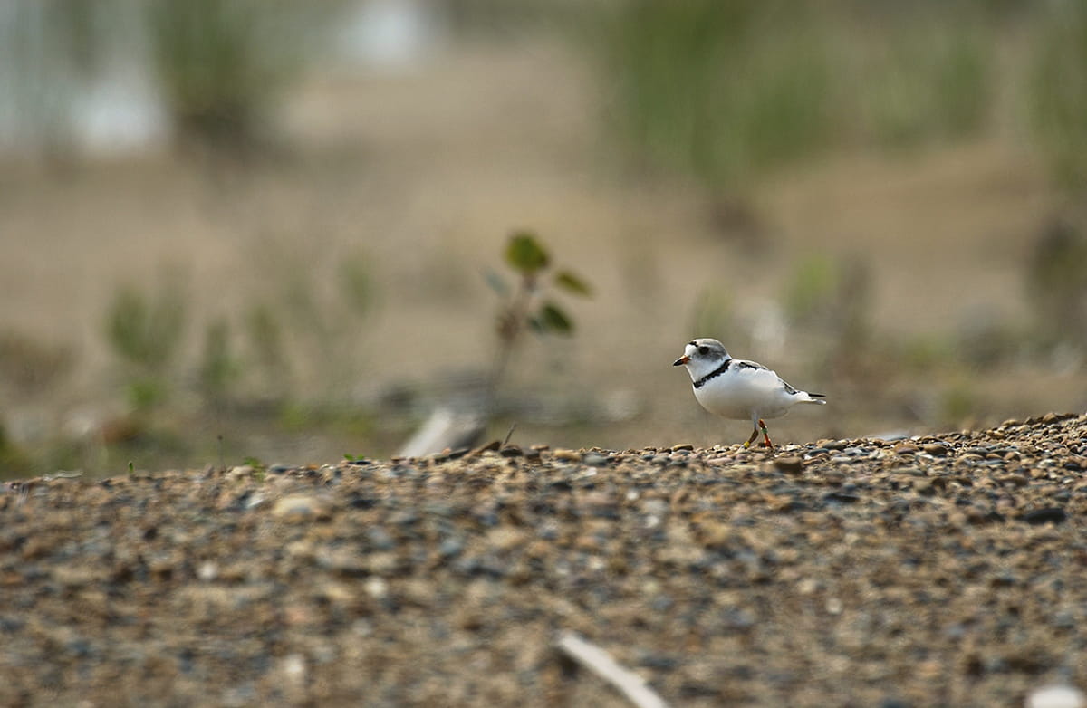 A small piping plover on a gravel beach with green foliage in the background.