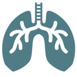 human lungs