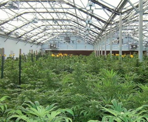 Facility Growing Marijuana