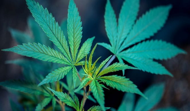 Cannabis Plant