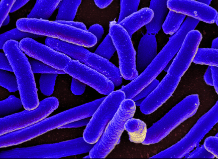 blue bacteria