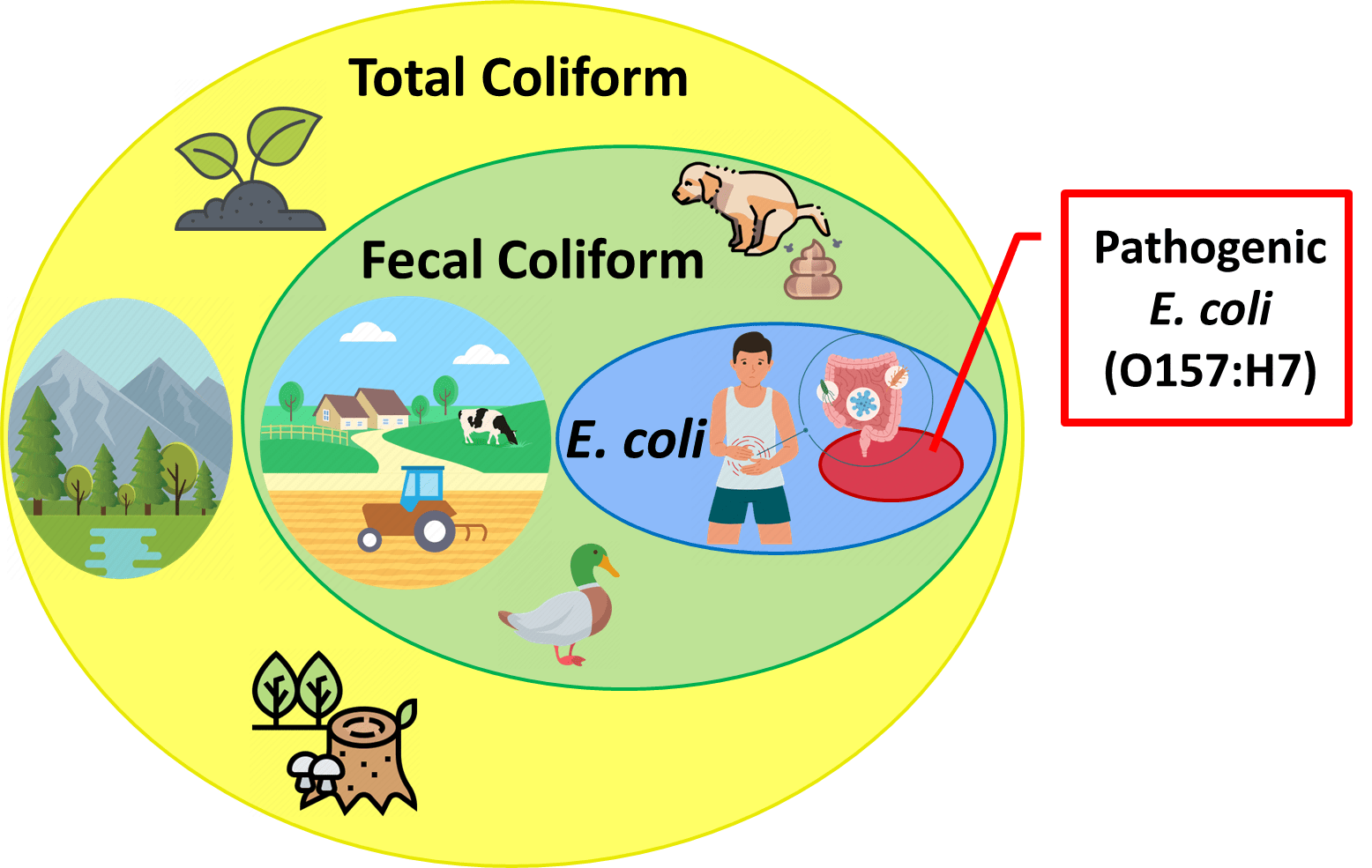 diagram of total coliform, fecal coliform, and E.coli