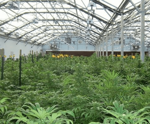 marihuana plants in greenhouse grow facility