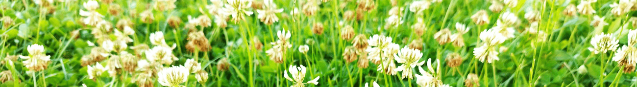 A field of white clover