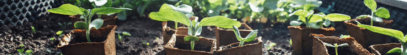 Several seedlings in compostable pots set in place in garden soil