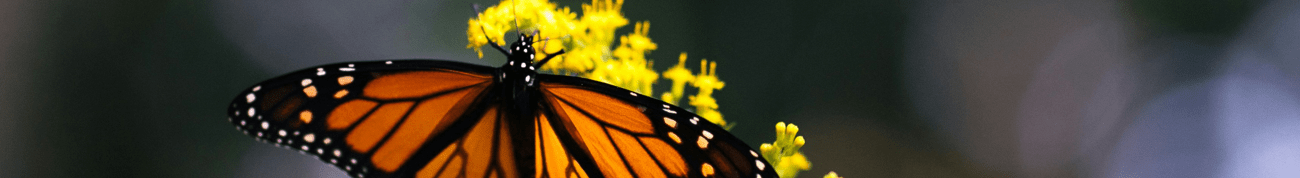 An orange butterfly feeding from a brilliant sprig of goldenrod