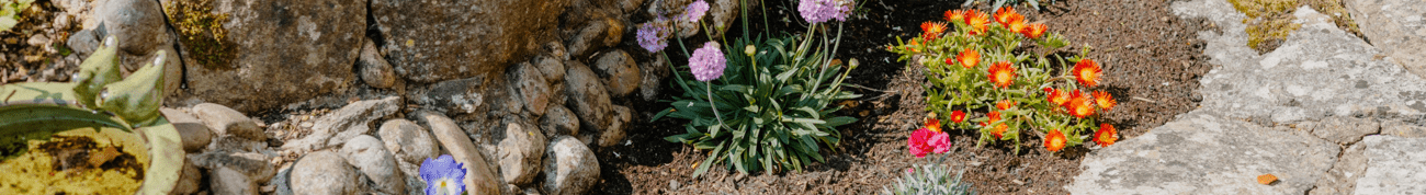 A small rocky garden with flowering plants to soak up the rain
