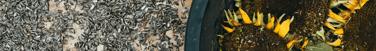 Dried sunflower heads with their seeds harvested and piled next to them