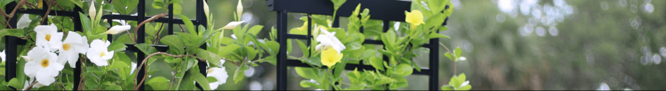 Leafy green plants growing up a black trellis