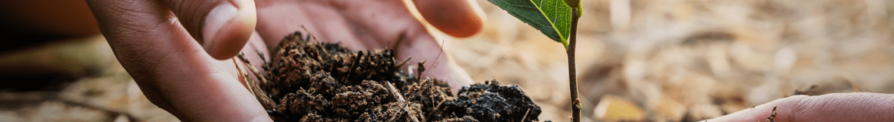Hands planting a tree