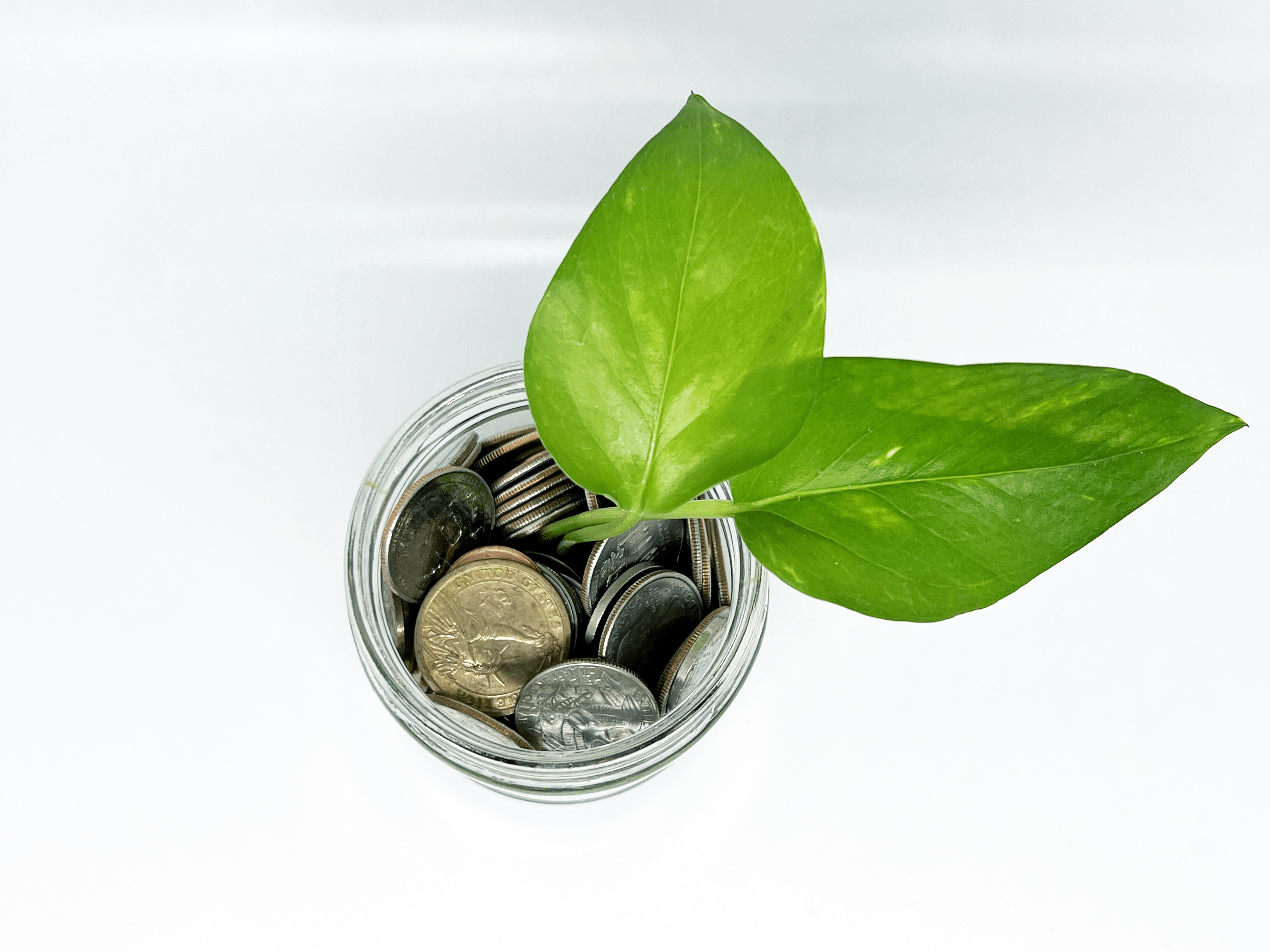A jar of coins sprouting two green leaves, representing environmental financing