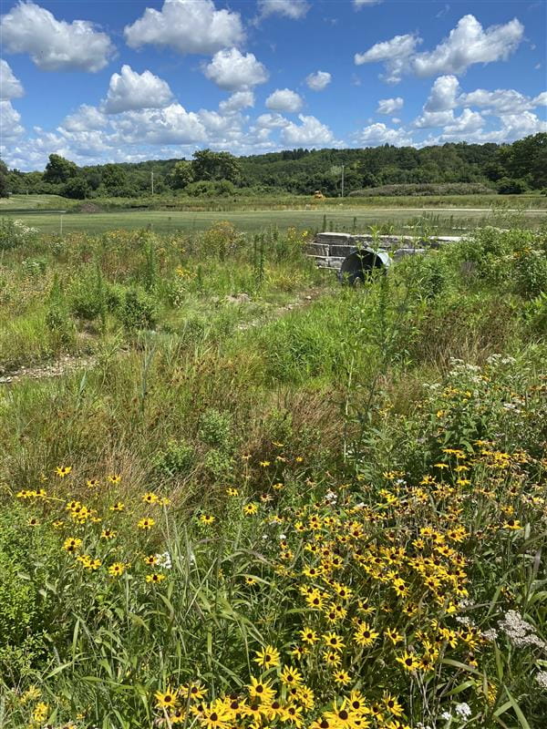 pollinator garden