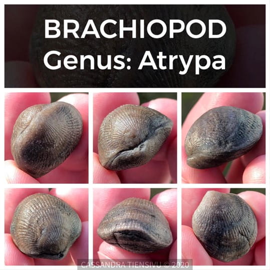 Collage of brachiopod fossils