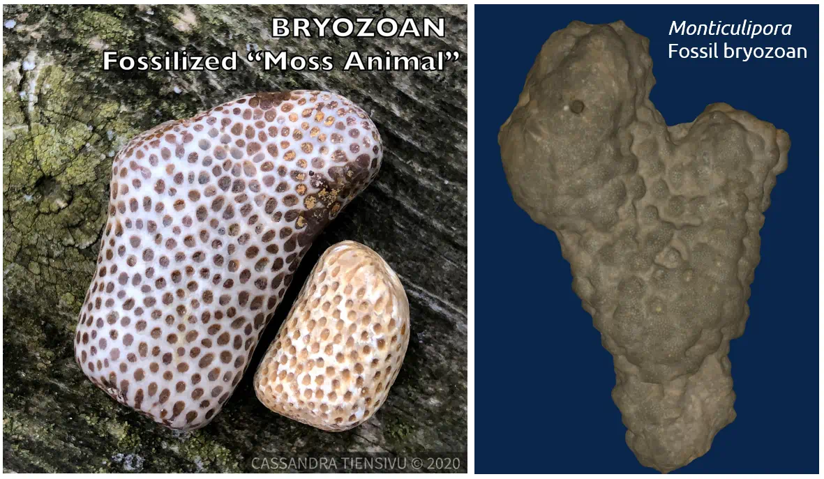 Collage of bryozoan fossils