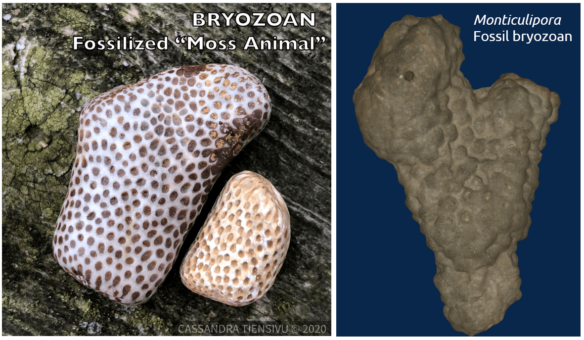 Collage of bryozoan fossils