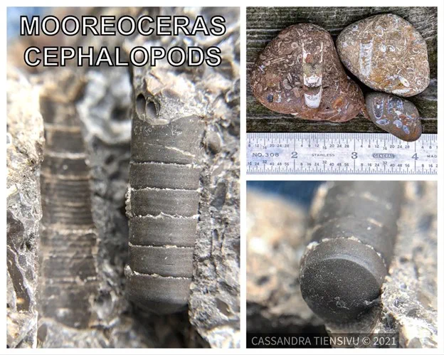 Collage of cephalopod fossils