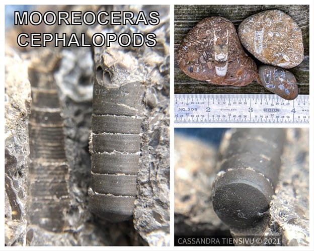 Collage of cephalopod fossils