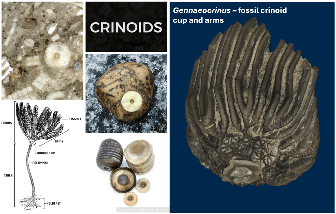 Collage of crinoid fossils