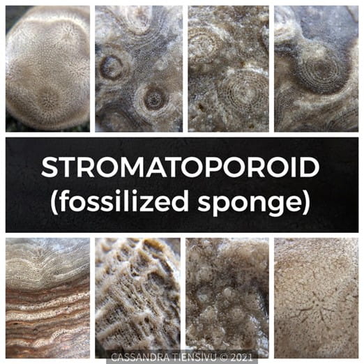 Collage of stromatoporoid fossils