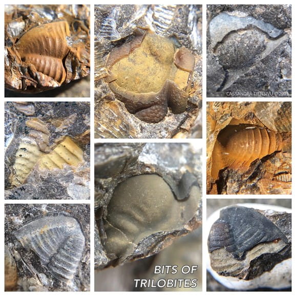 A photo collage of various trilobite fossil parts
