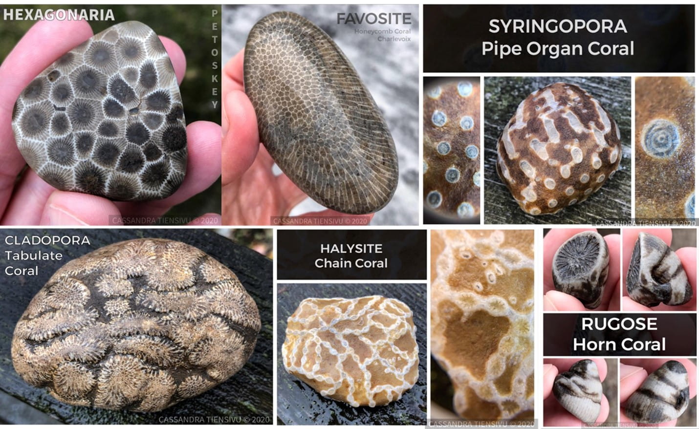 A collage of various Michigan fossils