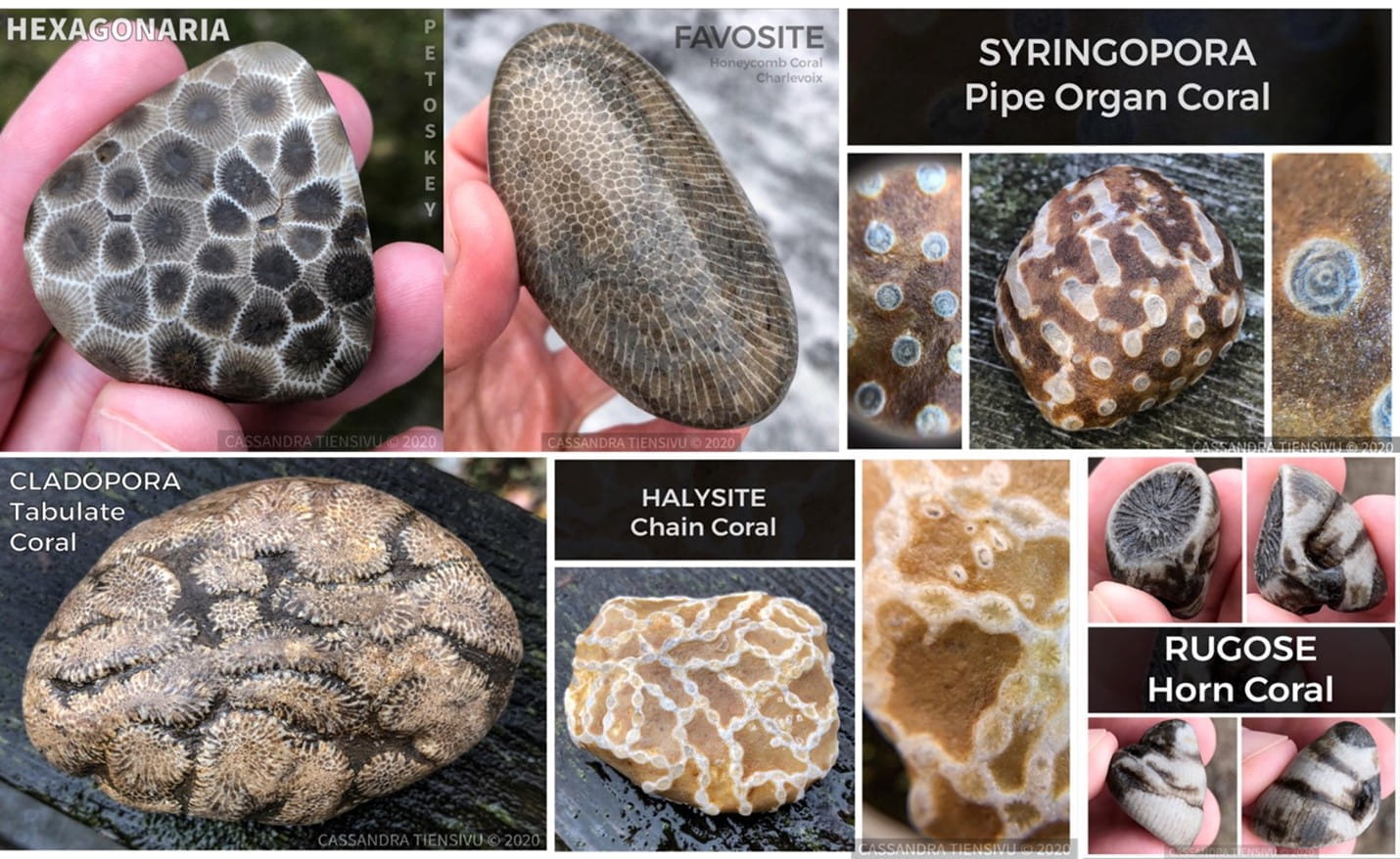 A collage of various Michigan fossils