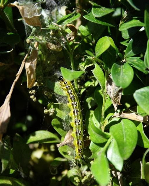 Box tree moth caterpillar on box tree.