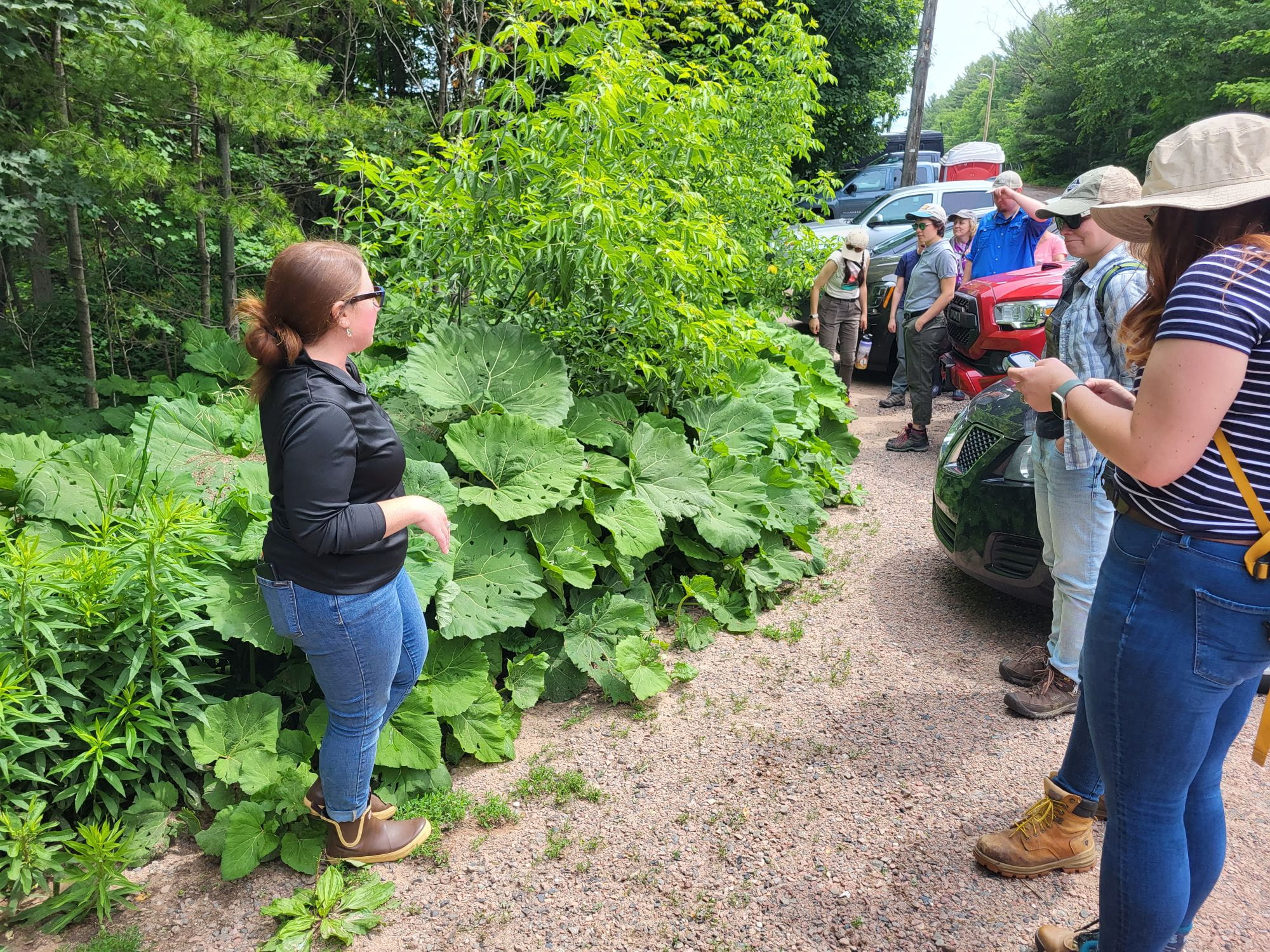 CISMA coordinators learn to identify butterbur, an emerging invasive plant, during their annual field trip.