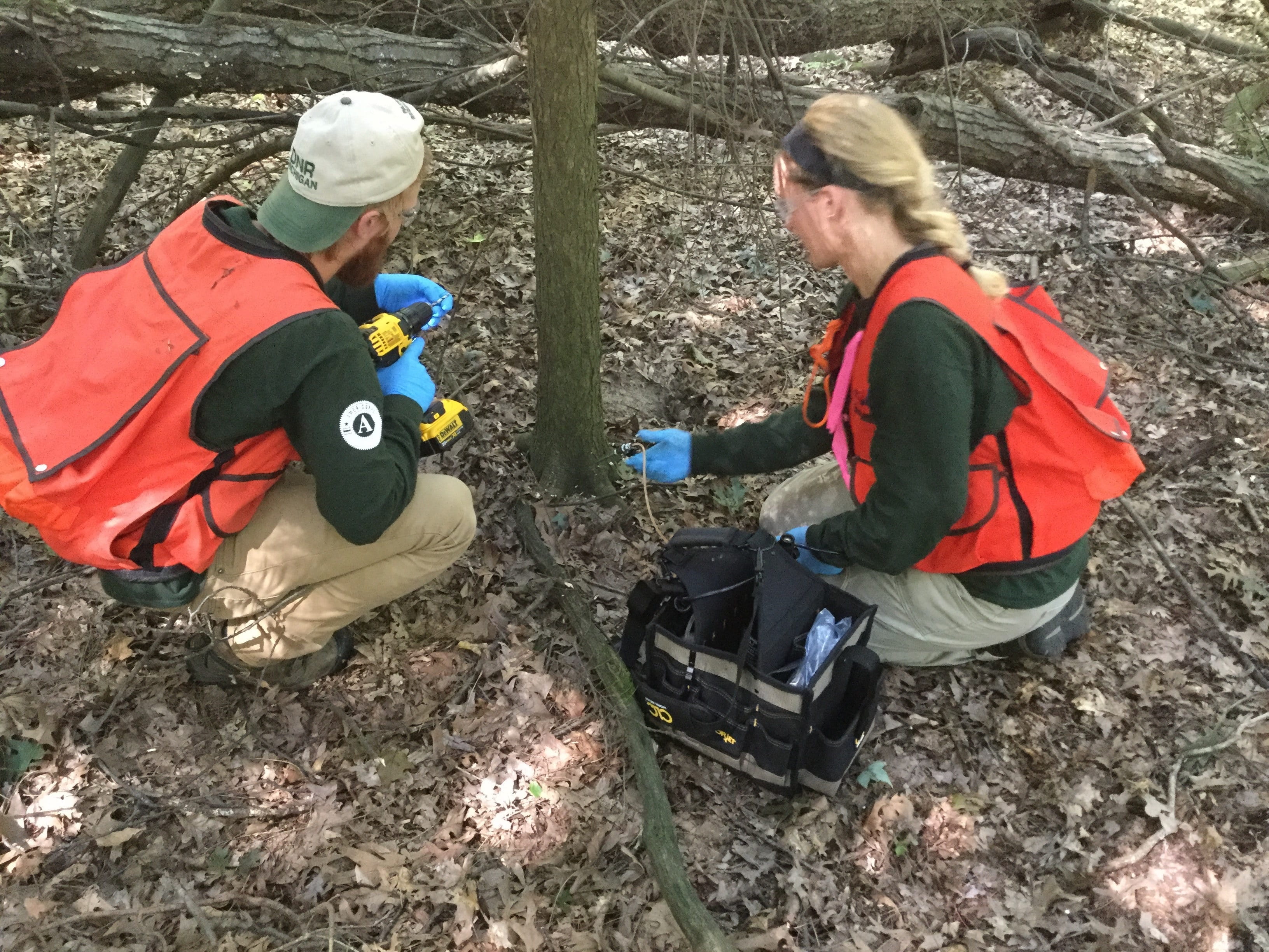 Certified pesticide applicators inject an infested hemlock tree with pesticide