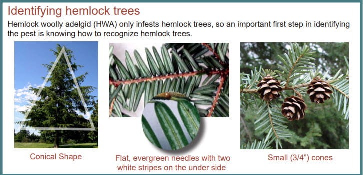 Identifying hemlock trees. Hemlock woolly adelgid (HWA) only infests hemlock trees, so an important first step in identifying the pest is knowing how to recognize hemlock trees. They have a conical shape, flat, evergreen needles with two white stripes on the under side, and small 3/4 in cones.